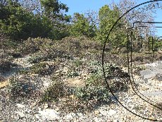 Копеечник бледный 001